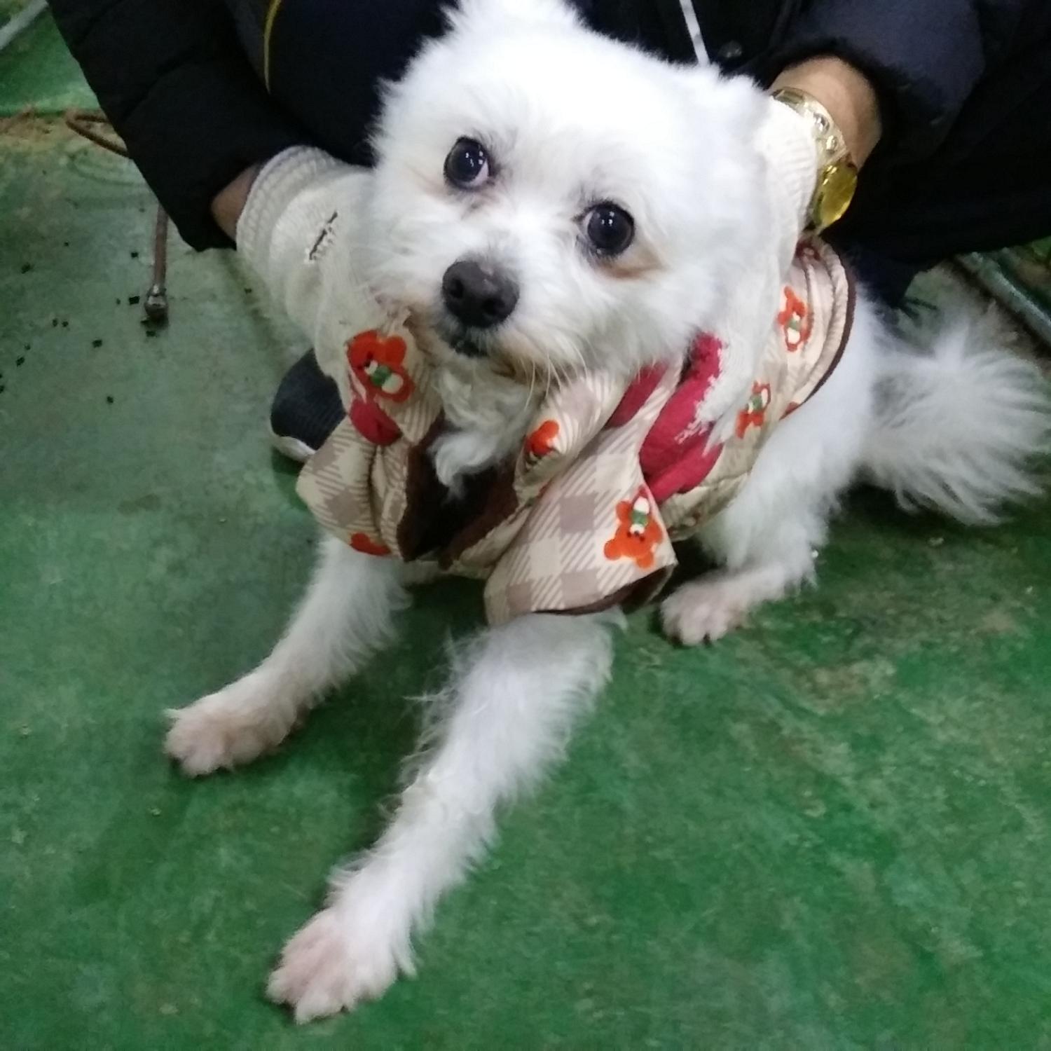 종료(자연사) 믹스…